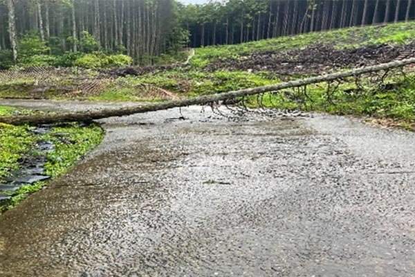 倒木の様子（川西奥江）